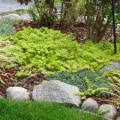 What are the different kinds of landscaping?