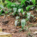 What are the steps to landscaping?